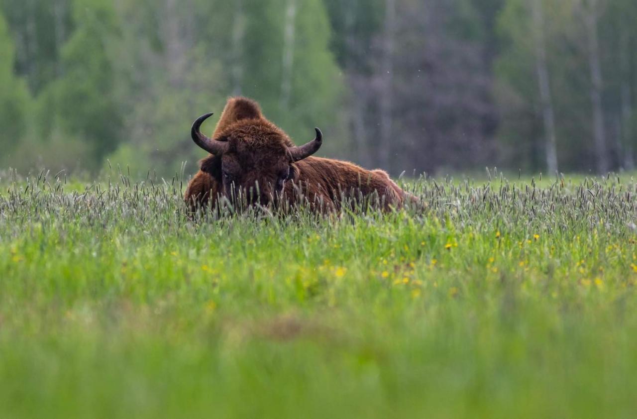 Apartmán Zubrowe Siolo - Dom Nad Lakami Białowieża Exteriér fotografie