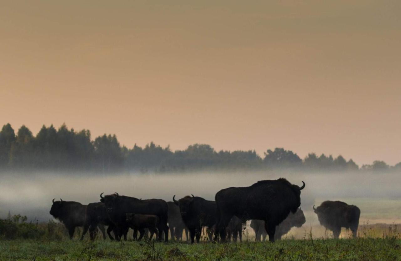 Apartmán Zubrowe Siolo - Dom Nad Lakami Białowieża Exteriér fotografie