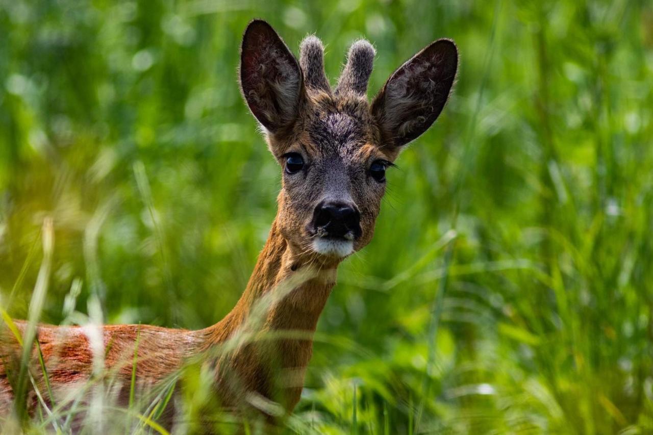 Apartmán Zubrowe Siolo - Dom Nad Lakami Białowieża Exteriér fotografie